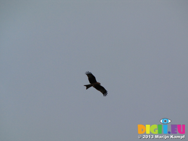 SX32659 Red Kite (Milvus milvus) at kite feeding station